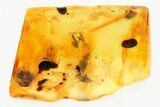 Detailed Fossil Mold and Fungus In Baltic Amber #278618-1